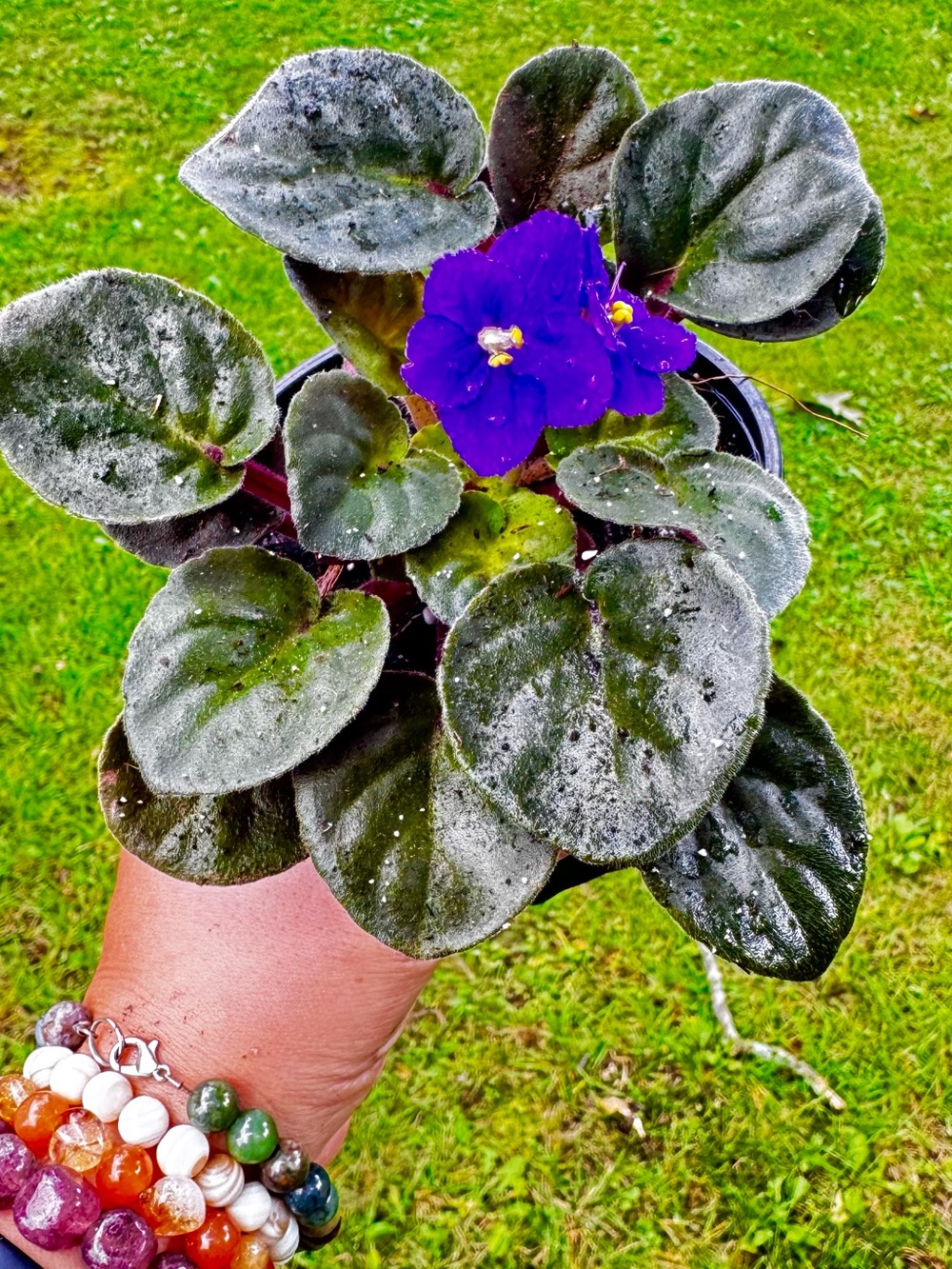 African Violet